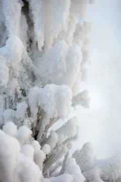 Tree branches covered with a thick layer of frost close-up. Tree branches Foto stock