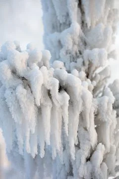 Tree branches covered with a thick layer of frost close-up. Tree branches in Foto stock