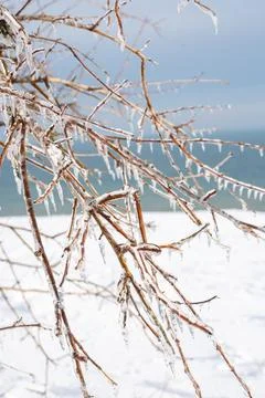 Tree branches covered with transparent ice and icicles Stock Photos