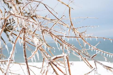 Tree branches covered with transparent ice and icicles Stock Photos