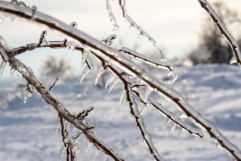 Tree branches covered with transparent ice and icicles Stock Photos