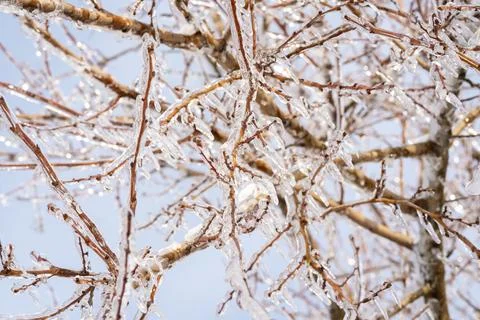 Tree branches covered with transparent ice and icicles Stock Photos