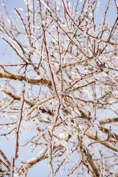 Tree branches covered with transparent ice and icicles Stock Photos