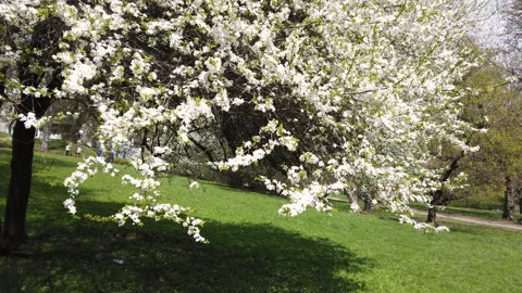 Tree branches covered with white flowers in the park. Sunny spring day. Stock Footage 154263629