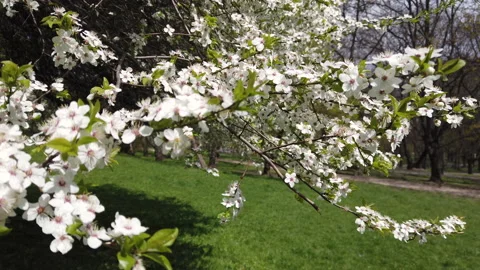 Tree branches covered with white flowers in the park. Sunny spring day. Stock Footage 154263690