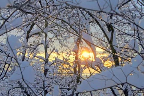 Tree branches covered in white snow. Stock Photos