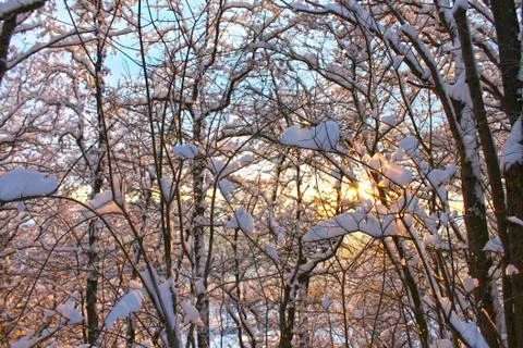 Tree branches covered in white snow. Stock Photos