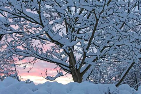 Tree branches covered in white snow. Stock Photos
