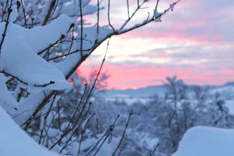 Tree branches covered in white snow. Stock Photos