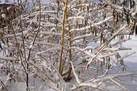 Tree branches covered in white snow Stock Photos