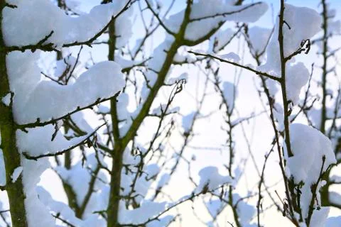 Tree branches covered in white snow. Foto stock