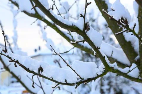 Tree branches covered in white snow. Stock Photos