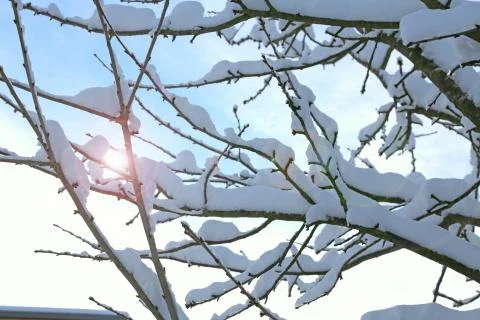 Tree branches covered in white snow. Stock Photos