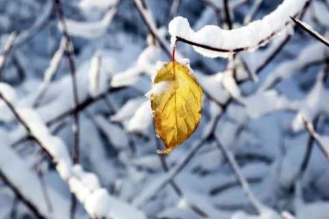 Tree branches covered in white snow. Stock Photos