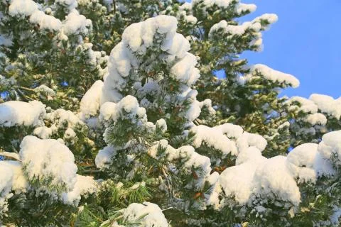 Tree branches covered in white snow. Foto stock