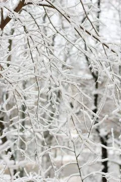 Tree branches covered with white snow during Stock Photos