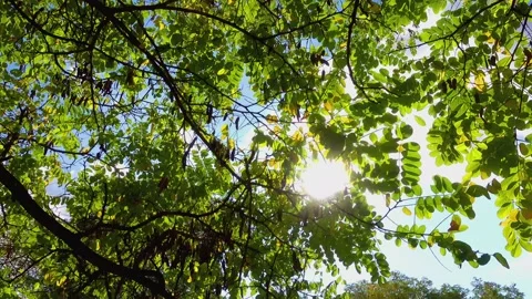 Tree branches, crowns with fresh green leaves swaying in light wind. Treetops Stock Footage 141799382