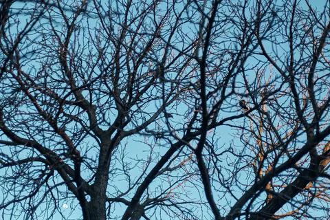 Tree branches with crows against blue sky Stock Photos