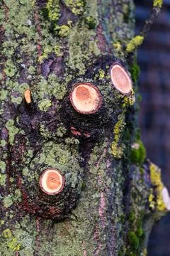 Tree with the branches cut off Stock Photos