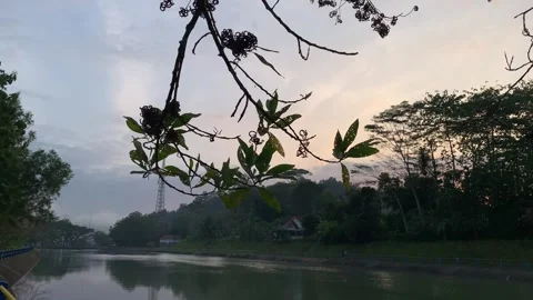 Tree branches on the dam Stock Footage 273634795