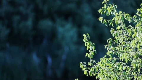 Tree branches on a dark background in slow motion Stock Footage 131405445