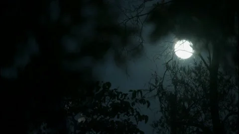 Tree Branches in Darkness with Hunter's Moon Rising Behind Bright Halloween Video stock 163321383