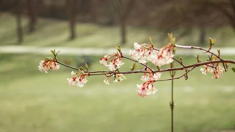 Tree Branches with Delicate Flowers Stock Photos