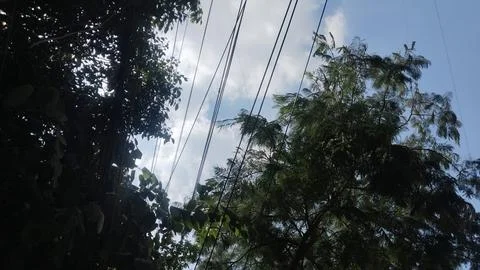 Tree branches, dense green foliage and overhead utility cables frame a bright bl Stock Photos