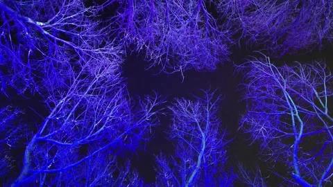 Tree branches different colors blowing in the wind - Looking up illuminated Stock Footage 160975748