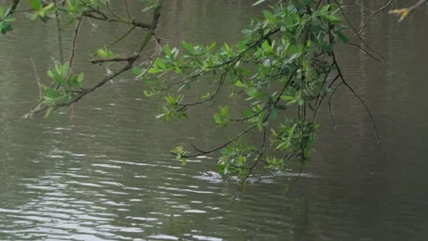 Tree Branches Dipping Into Water Stock Footage 252895082