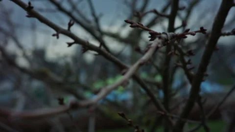 Tree Branches Dollying Dynamic Natural Cinematic Lighting Stock Footage 167084100