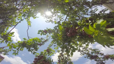 Tree branches dotted with fruit 스톡 동영상 89102866