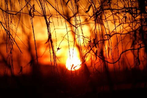 Tree branches on dramatic sunset sky - abstract photo Stock Photos