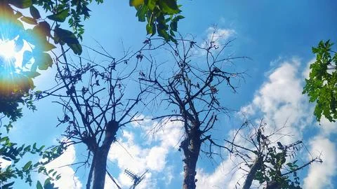 Tree branches dry on blue sky with cloud background Stock Photos