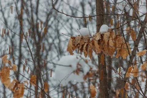 Tree branches with dry, brown leafs, covered with snow Stock Photos