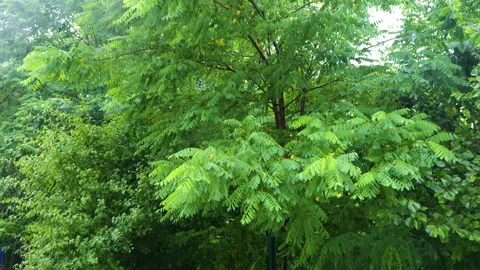 Tree branches during rain with wind. Raindrops on the background of trees. 스톡 동영상 313369977