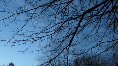 Tree Branches with a Dusk Sky Vídeo Stock 22554425