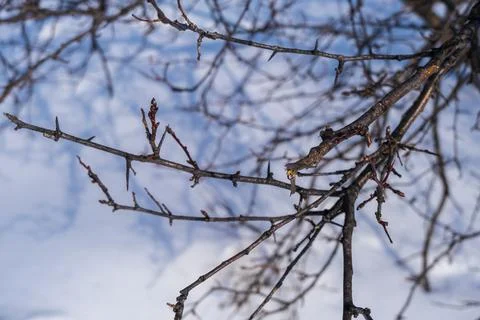 Tree branches in early spring against the blue sky. Stock-Fotos