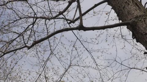Tree Branches with Early Spring Buds in Frognerparken Oslo Stock Footage 340960472