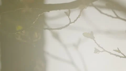 Tree Branches with Early Spring Foliage, Diffused Light, Golden Hour Stock Footage 248661422