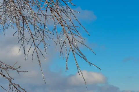 Tree branches encased in ice Stock Photos