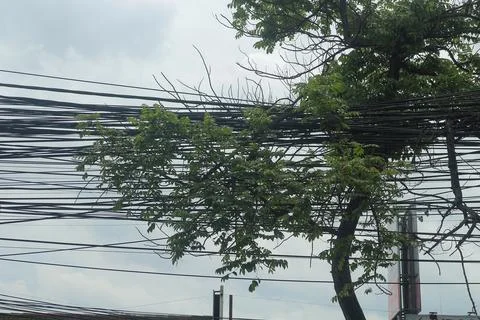 Tree Branches Entangled with Overhead Utility Cables Stock Photos