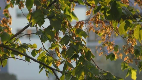 Tree branches in the evening sun Stockbeeldmateriaal 90490333