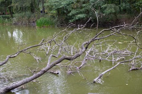 Tree branches extend over a calm green pond in a serene natural setting Stock Photos