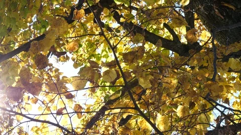 Tree branches in the fall with colorful leaves Stock Footage 112389847