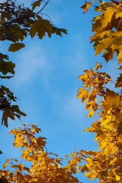 Tree branches with fall yellow foliage against blue sky, autumn background Stock Photos