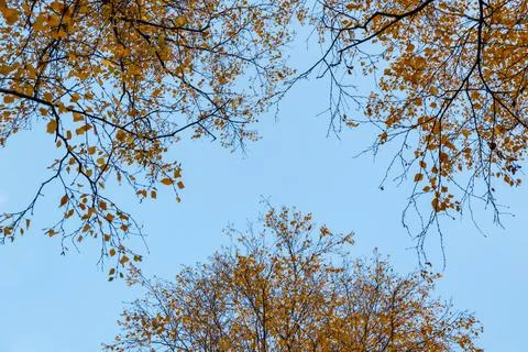 Tree branches with fall yellow foliage against blue sky, autumn background Stock Photos