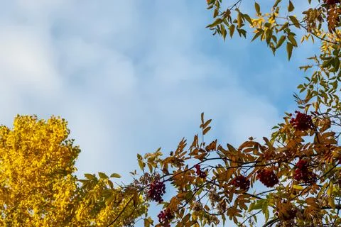 Tree branches with fall yellow foliage against blue sky, autumn background Stock Photos