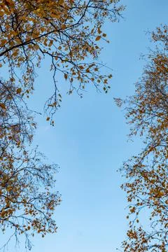 Tree branches with fall yellow foliage against blue sky, autumn background Stock Photos