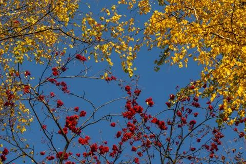 Tree branches with fall yellow foliage against blue sky, autumn background Stock Photos